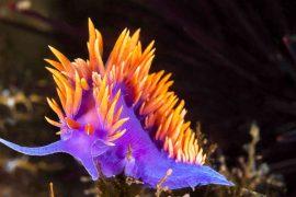 2026/04/color-changing-marine-sea-slugs.jpg