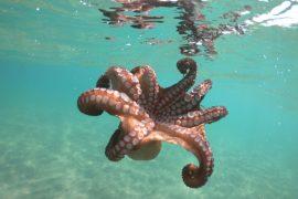 2026/04/octopuses-find-mates.jpg