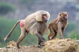 2026/04/female-baboons-sperm-rejection.jpg