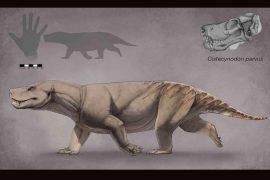 2026/04/Cistecynodon-parvus.jpg