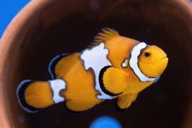 2026/04/clownfish-gene.jpg