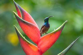 2026/04/Sunbirds-suction-feeding.jpg
