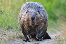 2026/04/International-Beaver-Day.jpg