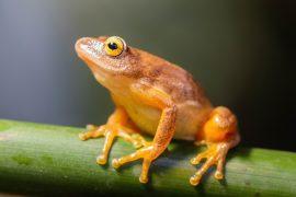 2026/04/African-frog-diversity.jpg