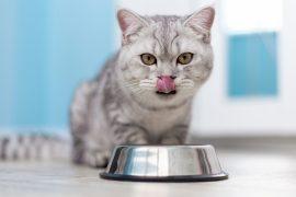 2026/04/cat-picky-eating72.jpg