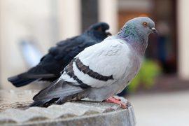 2026/04/pigeon-behavior-reward.jpg