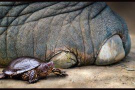 2026/04/Neanderthals-turtle-shells-1.jpg