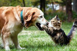 Family,,Outdoor,,Nature,,Together,,Funny,,Playful,,Cat,,Two,,Cute,,Love,