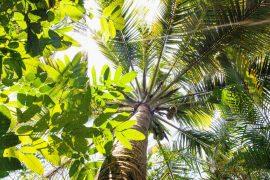 2026/04/tropical-trees-cooperation-.jpg