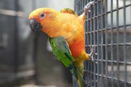 2026/04/wildlife-trade-disease.jpg