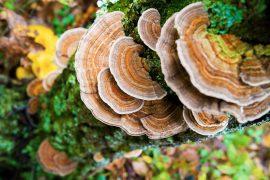 2026/04/mushrooms-biosolids.jpg