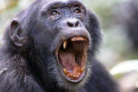 2026/04/chimpanzee-civil-war_uganda_1m.jpg