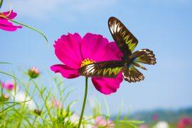 2026/04/pollinators-biodiversity.jpg