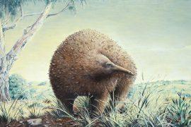 2026/04/Owens-giant-echidna.jpg