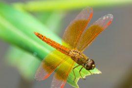 2026/04/dragonfly-red-light.jpg