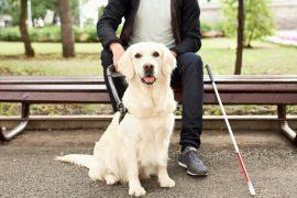 2026/04/assistance-dogs-caregiving.jpg