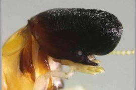 2026/04/whale-headed-termite-new-species.jpg
