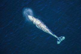 2026/04/gray-whales-San-Francisco-Bay.jpg