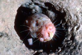 2026/04/naked-mole-rat-succession.jpg