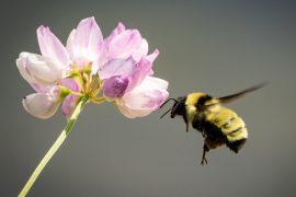 2026/04/insect-repellent-bumblebees-navigation.jpg