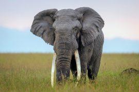 2026/04/African-elephants-genetic-isolation-1.jpg