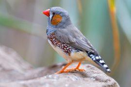 2026/04/Zebra-finch-brain-cells.jpg