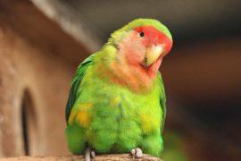 2026/04/parrots-use-names.jpg