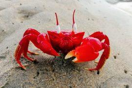 2026/04/crabs-walk-sideways.jpg