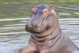 2026/04/Cocaine-hippos.jpg