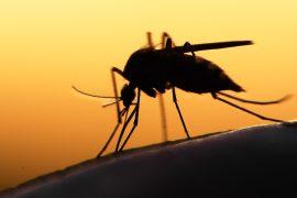 2026/04/malaria-human-populations.jpg