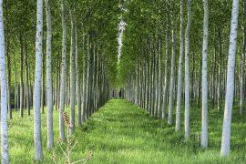 2026/04/poplar-plantations-forest-connectivity.jpg