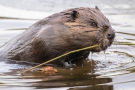 2026/04/beavers-Arctic-.jpg