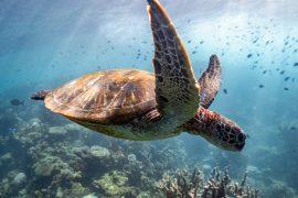 2026/04/sea-turtles-algae-reef.jpg