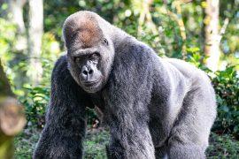Male,Silverback,Gorilla.,Gorillas,Are,Herbivorous,,Predominantly,Ground-dwelling,Great,Apes