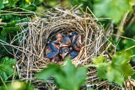 Sleeping,Baby,Birds,In,A,Nest