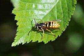 2026/04/wasps-disrupt-ant-plant-partnership.jpg