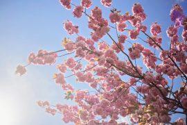 2026/04/Japan-cherry-blossoms-warm-winters.jpg