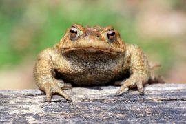 2026/04/Cane-toads-larger-bodies.jpg