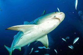 2026/04/bull-sharks-social-bonds-friends-study.jpg