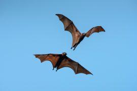 2026/04/bat-echolocation-crowded-skies.jpg