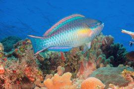 2026/04/Reef-fish-evolution.jpg