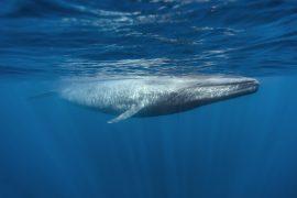2026/04/whale-call-detection-AI-1.jpg