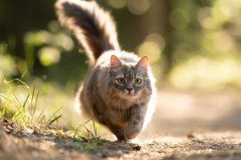 2026/05/outdoor-cats-disease-risk.jpg