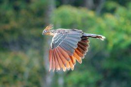 2026/05/Rainforest-alarm-calls2.jpg