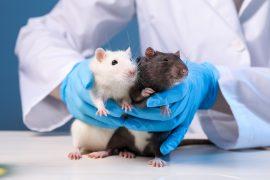 2026/05/Lab-animals-pain-AI.jpg