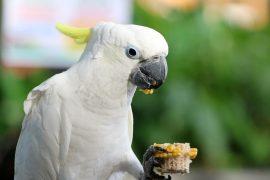 2026/05/cockatoos-social-learning.jpg