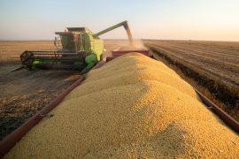 2026/05/grains-protein.jpg