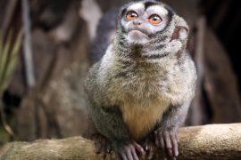 2026/05/Monkey-river-boundary.jpg
