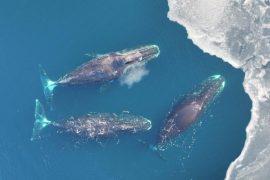2026/05/bowhead-whale-survival.jpg
