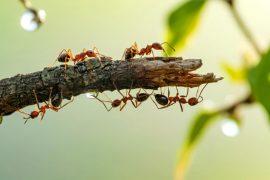 Several,Red,Ants,Are,Carefully,Traversing,A,Small,,Weathered,Twig.